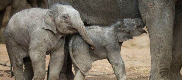 Un bebé elefante (archivo) - Sputnik Mundo
