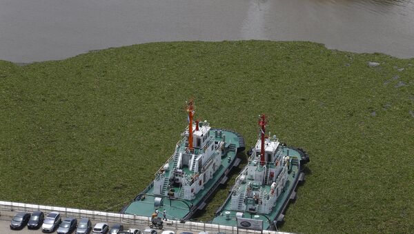 Invasión de camalotes en Puerto Madero - Sputnik Mundo