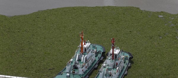 Invasión de camalotes en Puerto Madero Invasión de camalotes en Puerto Madero - Sputnik Mundo