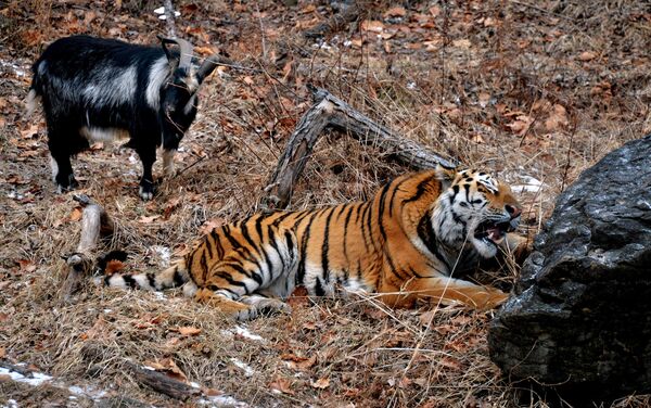 Chivo Timur y tigre Amur Chivo Timur y tigre Amur - Sputnik Mundo
