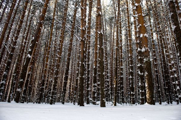 El invierno siberiano El invierno siberiano - Sputnik Mundo