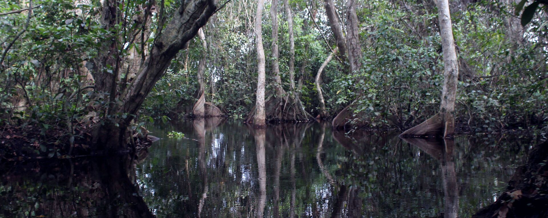 Manglar - Sputnik Mundo, 1920, 10.10.2021