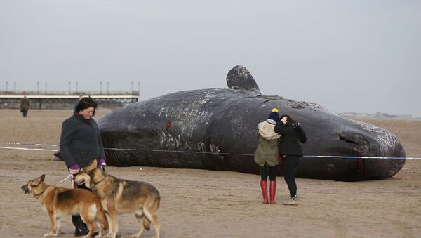 Cachalote muerto, Inglaterra - Sputnik Mundo