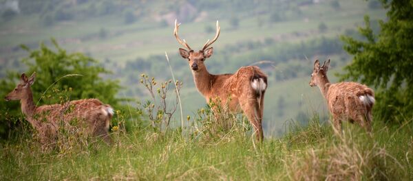 Сiervos - Sputnik Mundo