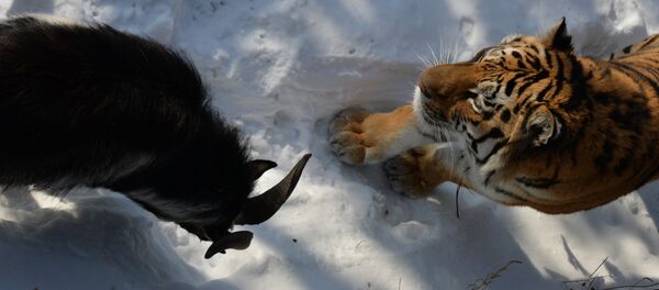Chivo Timur y tigre Amur - Sputnik Mundo