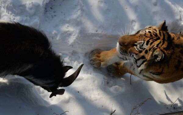 Chivo Timur y tigre Amur Chivo Timur y tigre Amur - Sputnik Mundo