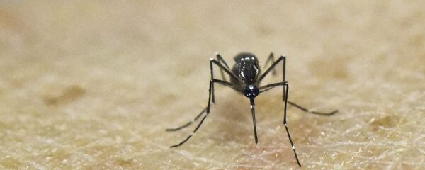 Aedes Aegypti, portador del virus de zika - Sputnik Mundo