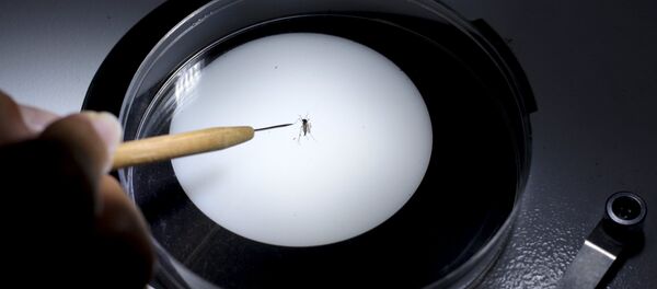 Un técnico de sanidad inspecciona un mosquito Aedes aegyti - Sputnik Mundo