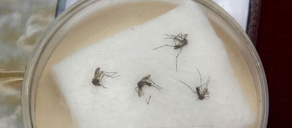 Specimens of Aedes aegypti mosquito - Sputnik Mundo