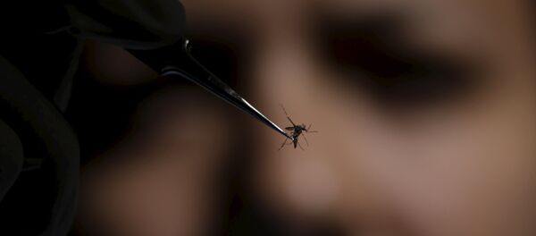 Mosquito Aedes Aegypti - Sputnik Mundo