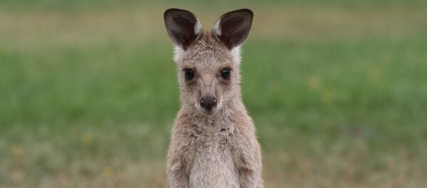 Canguro - Sputnik Mundo