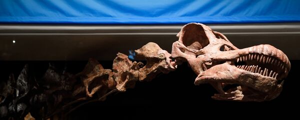 Esqueleto del Titanosaurio argentino en Nueva York - Sputnik Mundo