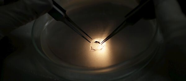 Mosquito Aedes aegypti, portador del virus de zika Mosquito Aedes aegypti, portador del virus de zika - Sputnik Mundo