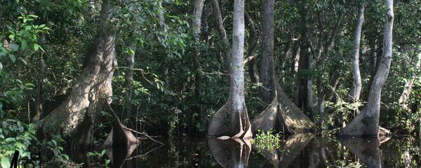 Manglares de México - Sputnik Mundo