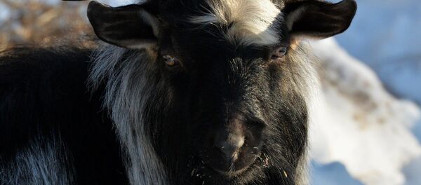 El chivo Timur - Sputnik Mundo