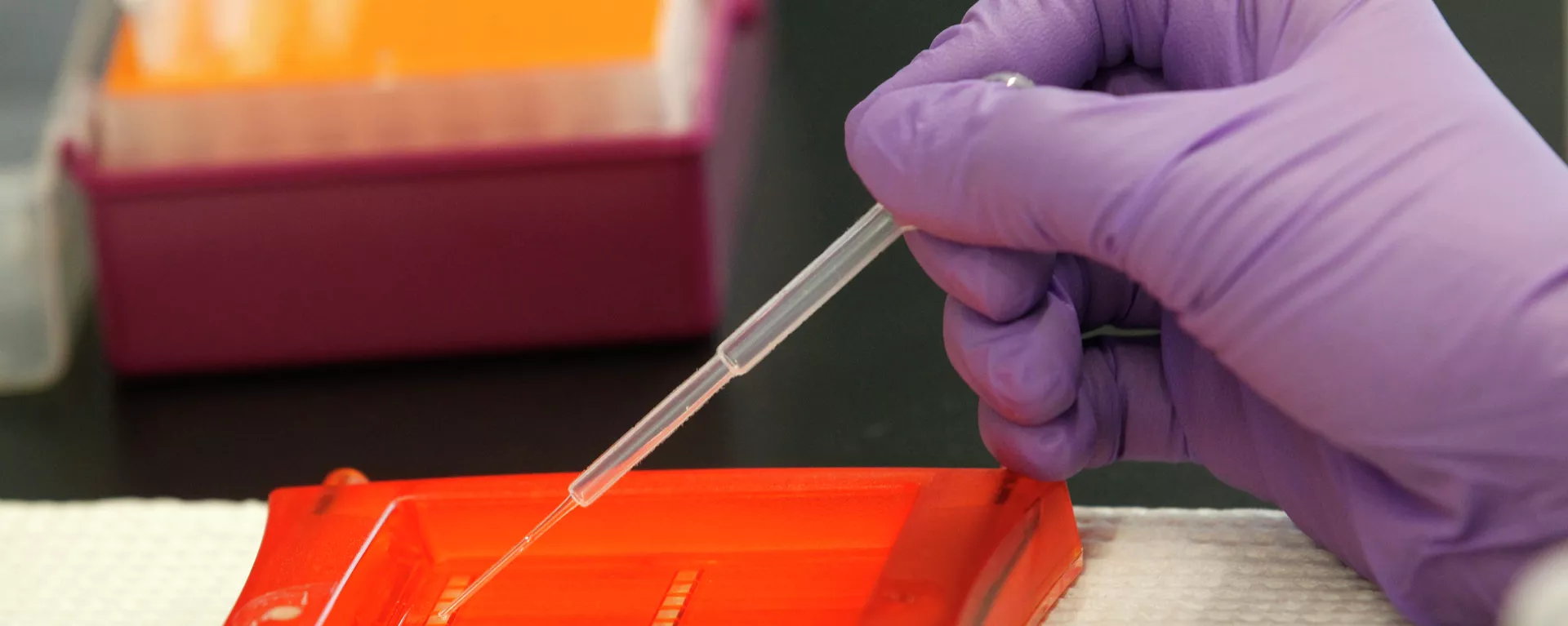 Un científico trabaja con muestras de ADN en su laboratorio - Sputnik Mundo, 1920, 09.06.2023