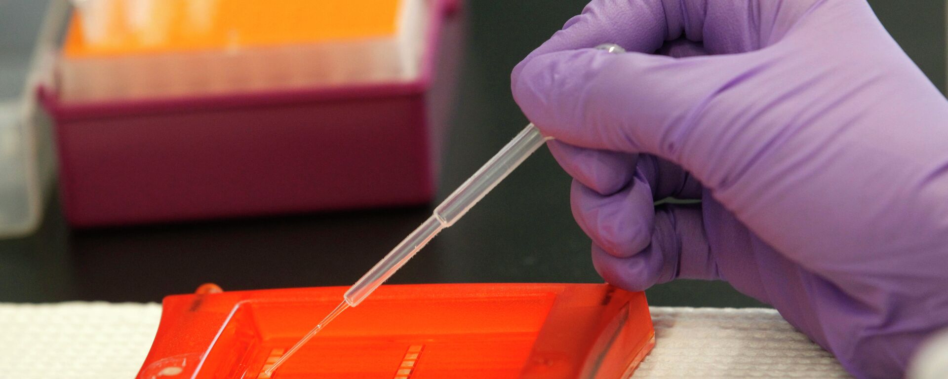 Un científico trabaja con muestras de ADN en su laboratorio Un científico trabaja con muestras de ADN en su laboratorio - Sputnik Mundo, 1920, 09.06.2023