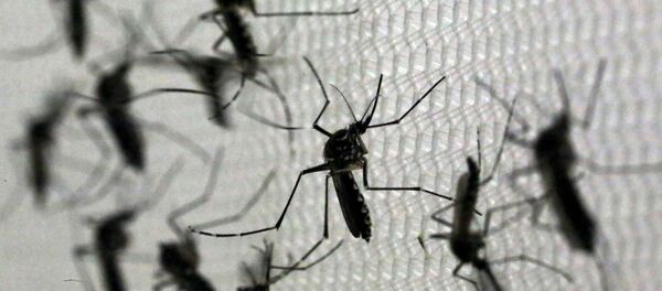 Mosquitos Aedes aegypti, portadores del virus Zika - Sputnik Mundo