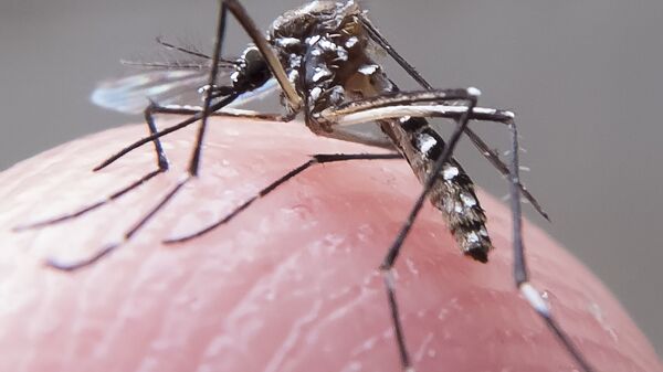 Mosquito Aedes Aegypti - Sputnik Mundo