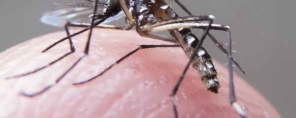 Mosquito Aedes Aegypti Mosquito Aedes Aegypti - Sputnik Mundo