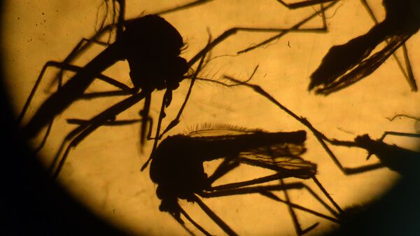 Mosquitos Aedes aegypti - Sputnik Mundo