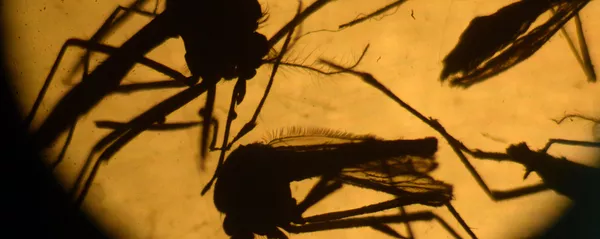 Mosquitos Aedes aegypti Mosquitos Aedes aegypti - Sputnik Mundo