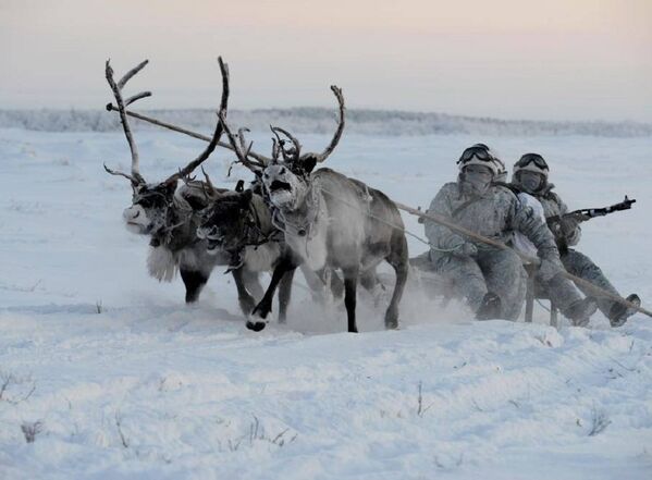 Huskies y ciervos al servicio militar ruso - Sputnik Mundo