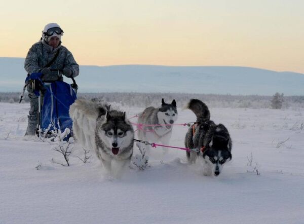 Huskies y ciervos al servicio militar ruso - Sputnik Mundo