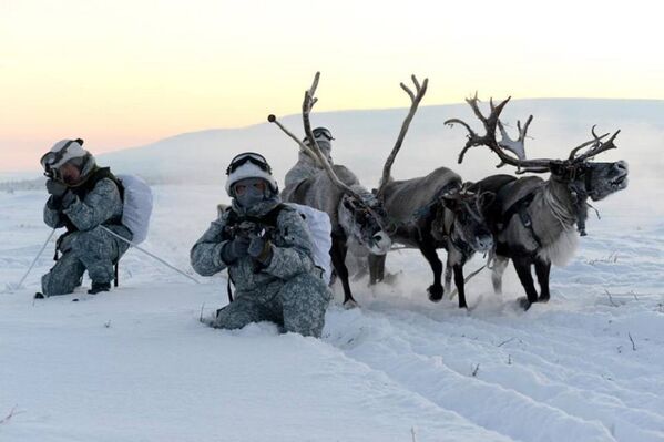 Huskies y ciervos al servicio militar ruso - Sputnik Mundo