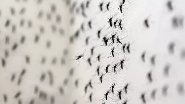 Mosquitos Aedes Aegypti - Sputnik Mundo