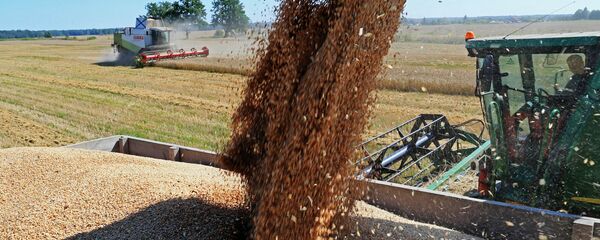 Cosecha en la región de Kaliningrado - Sputnik Mundo