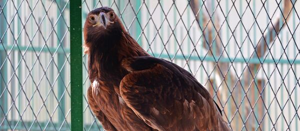 Águila - Sputnik Mundo