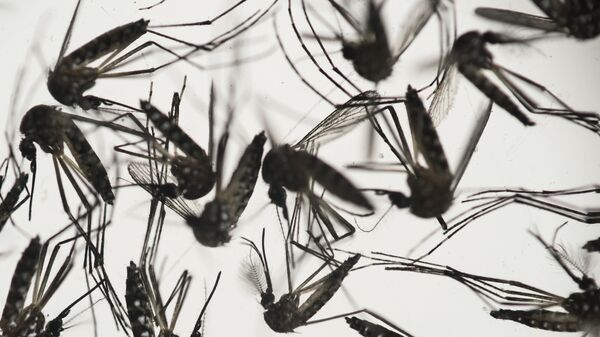 Mosquitos Aedes aegypti - Sputnik Mundo