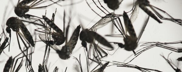 Mosquitos Aedes aegypti - Sputnik Mundo