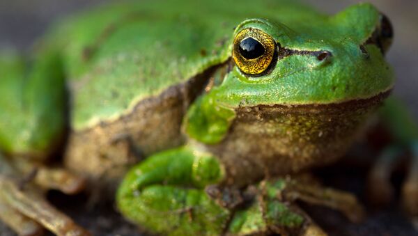 Rana - Sputnik Mundo