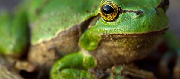 Rana - Sputnik Mundo