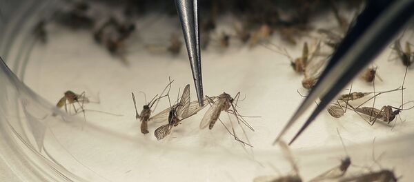 Mosquito Aedes Aegypti - Sputnik Mundo