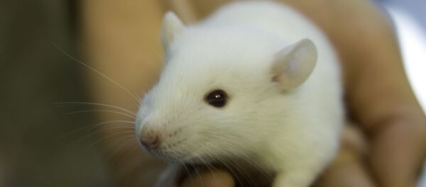 Ratón - Sputnik Mundo