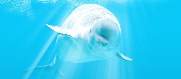 Campaña benéfica de PornHub - Sputnik Mundo