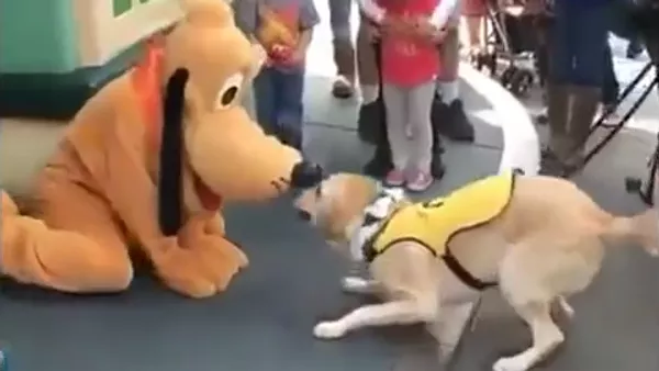 Un amigo para Pluto - Sputnik Mundo