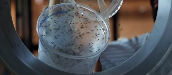 Mosquitos Aedes Aegypti Mosquitos Aedes Aegypti - Sputnik Mundo