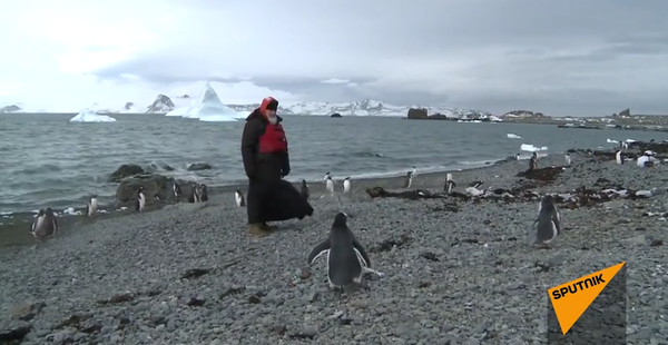 Patriarca Kiril visita a los pingüinos en la Antártida - Sputnik Mundo