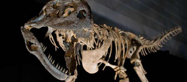 Esqueleto de un dinosaurio Esqueleto de un dinosaurio - Sputnik Mundo