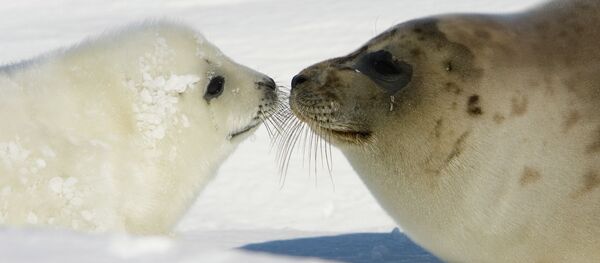 Las focas marinas - Sputnik Mundo