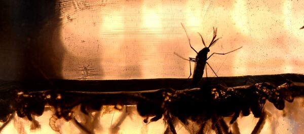 Mosquitos Aedes aegypti - Sputnik Mundo