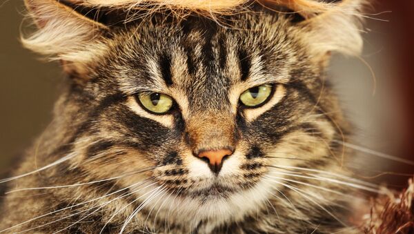 #trumpyourcat - Sputnik Mundo