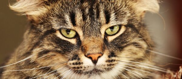 #trumpyourcat - Sputnik Mundo