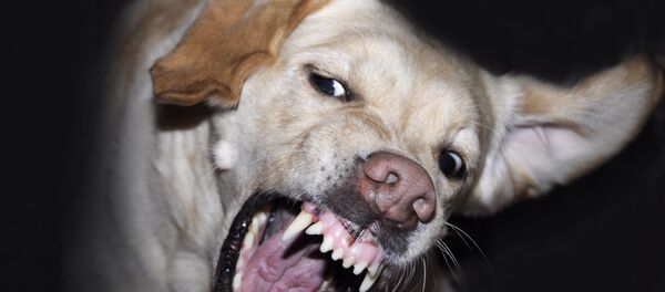 Los perros tienen emociones, similares a las de los humanos, por lo que son capaces de sentir empatía - Sputnik Mundo