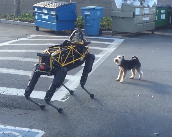 Conflicto entre un perro robótico y uno real - Sputnik Mundo