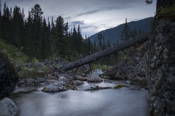 Áreas protegidas de Rusia - Sputnik Mundo